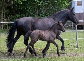 Frison Croisé, Jument, Poulain (04/2026), Noir