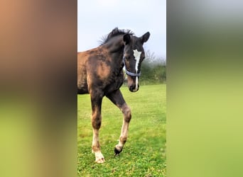 Frison oriental, Étalon, Poulain (05/2024), Noir