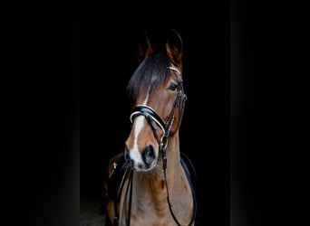 Frison oriental, Hongre, 13 Ans, 165 cm, Bai