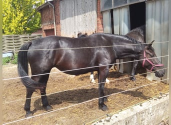 Frison oriental, Hongre, 1 Année, Noir