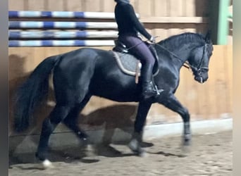Frison oriental, Hongre, 3 Ans, 161 cm, Noir