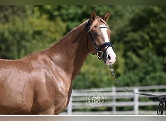 Frison oriental, Hongre, 4 Ans, 166 cm, Alezan