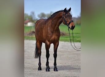 Frison oriental, Jument, 10 Ans, 163 cm, Bai