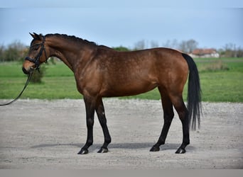 Frison oriental, Jument, 10 Ans, 163 cm, Bai
