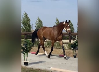 Frison oriental, Jument, 10 Ans