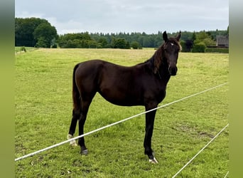 Frison oriental, Jument, 1 Année, 175 cm, Noir