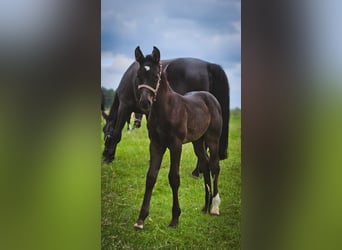 Frison oriental, Jument, 2 Ans, 167 cm, Noir