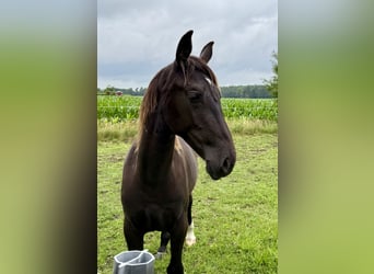 Frison oriental, Jument, 2 Ans, 175 cm, Noir