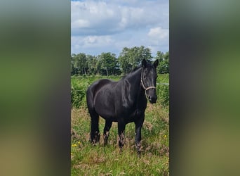 Frison oriental, Jument, 4 Ans, 164 cm, Noir