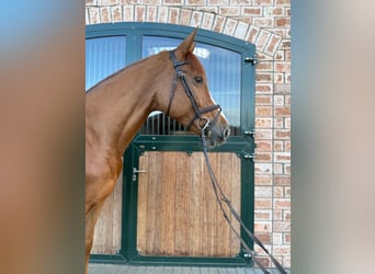 Frison oriental, Jument, 7 Ans, 175 cm, Alezan