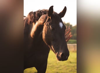 Frison oriental, Jument, 8 Ans, 157 cm, Bai brun