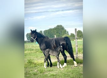 Frison oriental, Jument, Poulain (05/2026), 168 cm, Noir