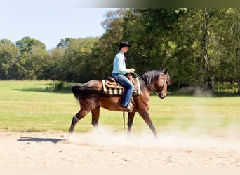 Frisone / Frisone Occidentale Mix, Castrone, 13 Anni, 160 cm, Baio roano