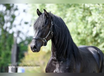Frisone / Frisone Occidentale, Castrone, 3 Anni, 165 cm, Morello