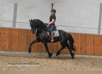 Frisone / Frisone Occidentale, Castrone, 3 Anni, 165 cm, Morello