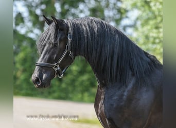 Frisone / Frisone Occidentale, Castrone, 3 Anni, 166 cm, Morello