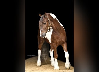Frisone / Frisone Occidentale Mix, Castrone, 4 Anni, 150 cm, Sauro scuro