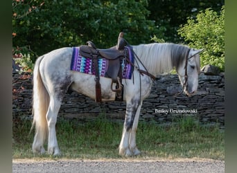 Frisone / Frisone Occidentale, Castrone, 4 Anni, 157 cm, Tobiano-tutti i colori