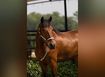 Frisone / Frisone Occidentale, Castrone, 4 Anni, 165 cm, Baio ciliegia