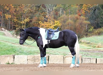 Frisone / Frisone Occidentale Mix, Castrone, 4 Anni, 168 cm, Tobiano-tutti i colori