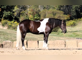 Frisone / Frisone Occidentale Mix, Castrone, 4 Anni, 168 cm, Tobiano-tutti i colori