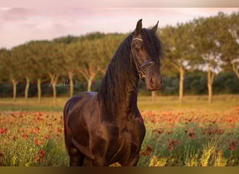 Frisone / Frisone Occidentale, Castrone, 4 Anni, 171 cm, Morello