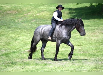Frisone / Frisone Occidentale, Castrone, 4 Anni, 173 cm, Roano blu