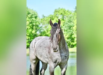 Frisone / Frisone Occidentale, Castrone, 4 Anni, 173 cm, Roano blu