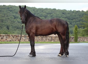 Frisone / Frisone Occidentale, Castrone, 5 Anni, 147 cm, Morello