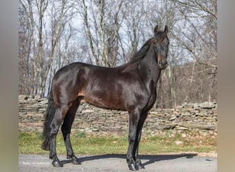 Frisone / Frisone Occidentale, Castrone, 5 Anni, 160 cm, Baio ciliegia