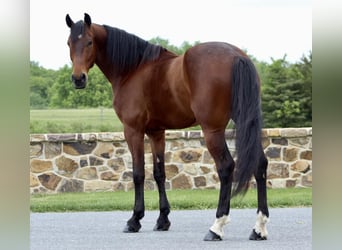 Frisone / Frisone Occidentale Mix, Castrone, 5 Anni, 163 cm, Baio ciliegia