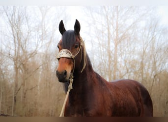 Frisone / Frisone Occidentale, Castrone, 5 Anni, 163 cm, Baio ciliegia
