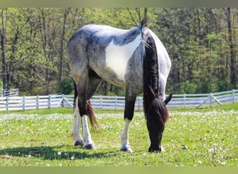 Frisone / Frisone Occidentale Mix, Castrone, 5 Anni, 163 cm, Roano blu