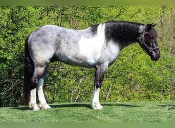 Frisone / Frisone Occidentale Mix, Castrone, 5 Anni, 163 cm, Roano blu