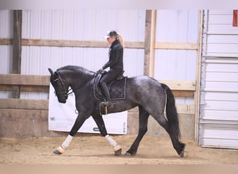 Frisone / Frisone Occidentale, Castrone, 5 Anni, 165 cm, Roano blu