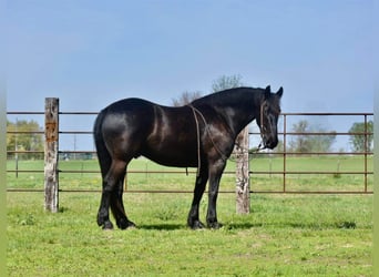 Frisone / Frisone Occidentale, Castrone, 5 Anni, 168 cm, Morello