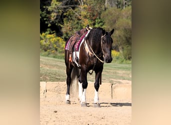 Frisone / Frisone Occidentale Mix, Castrone, 5 Anni, 168 cm, Tobiano-tutti i colori