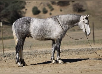 Frisone / Frisone Occidentale, Castrone, 6 Anni, 152 cm, Grigio pezzato