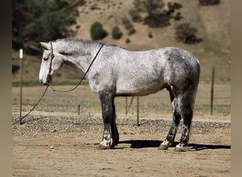 Frisone / Frisone Occidentale, Castrone, 6 Anni, 152 cm, Grigio pezzato