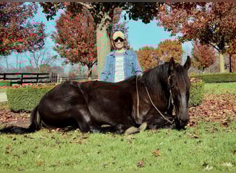 Frisone / Frisone Occidentale, Castrone, 6 Anni, 165 cm, Morello