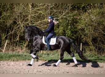 Frisone / Frisone Occidentale, Castrone, 6 Anni, 168 cm, Morello