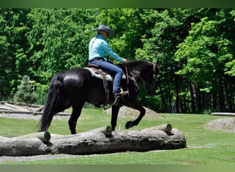 Frisone / Frisone Occidentale, Castrone, 7 Anni, 165 cm, Baio