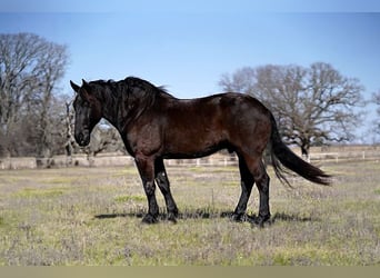 Frisone / Frisone Occidentale, Castrone, 7 Anni, 175 cm, Morello