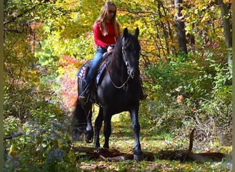 Frisone / Frisone Occidentale, Castrone, 8 Anni, 165 cm, Morello