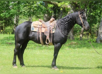 Frisone / Frisone Occidentale, Castrone, 9 Anni, 157 cm, Morello