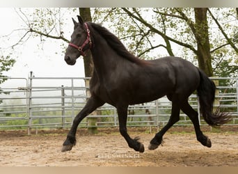 Frisone / Frisone Occidentale, Giumenta, 13 Anni, 161 cm, Morello