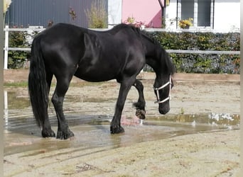 Frisone / Frisone Occidentale, Giumenta, 15 Anni, 165 cm, Morello