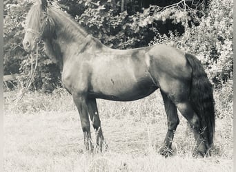 Frisone / Frisone Occidentale, Giumenta, 16 Anni, 165 cm, Morello