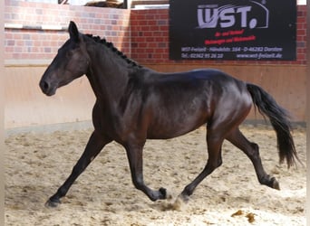 Frisone / Frisone Occidentale Mix, Giumenta, 3 Anni, 166 cm