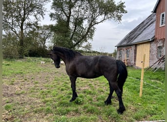 Frisone / Frisone Occidentale, Giumenta, 4 Anni, 163 cm, Baio nero